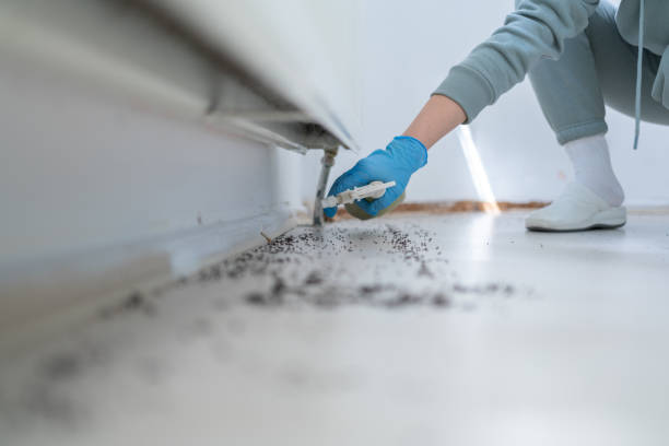 Best Local Pest Control Services  in Union, MO